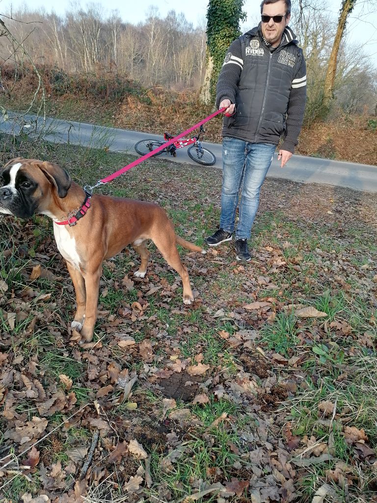 SOEN ET SCOTTY DE L'ECLUSE DE PENTHIEVRE FILS DE OPLA DE TOUMAI