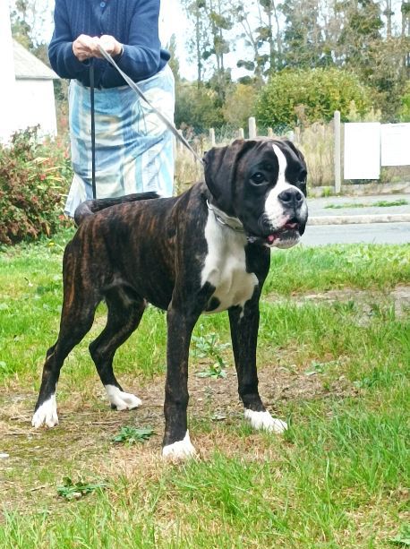 de l'ecluse De Penthièvre - Chiots disponibles - Boxer